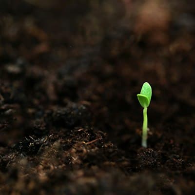 Een klein kiemplantje dat uit de aarde opkomt